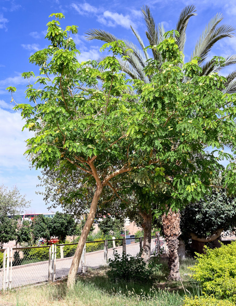 Image of Albizia lebbeck specimen.