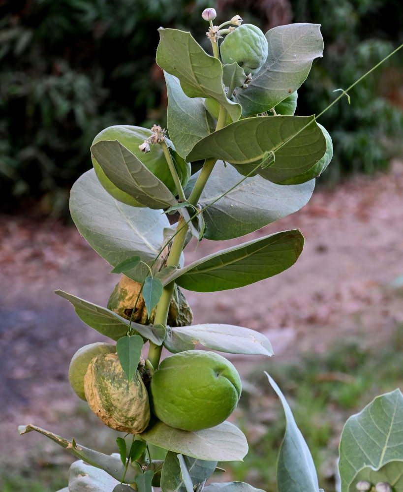 Image of Calotropis procera specimen.