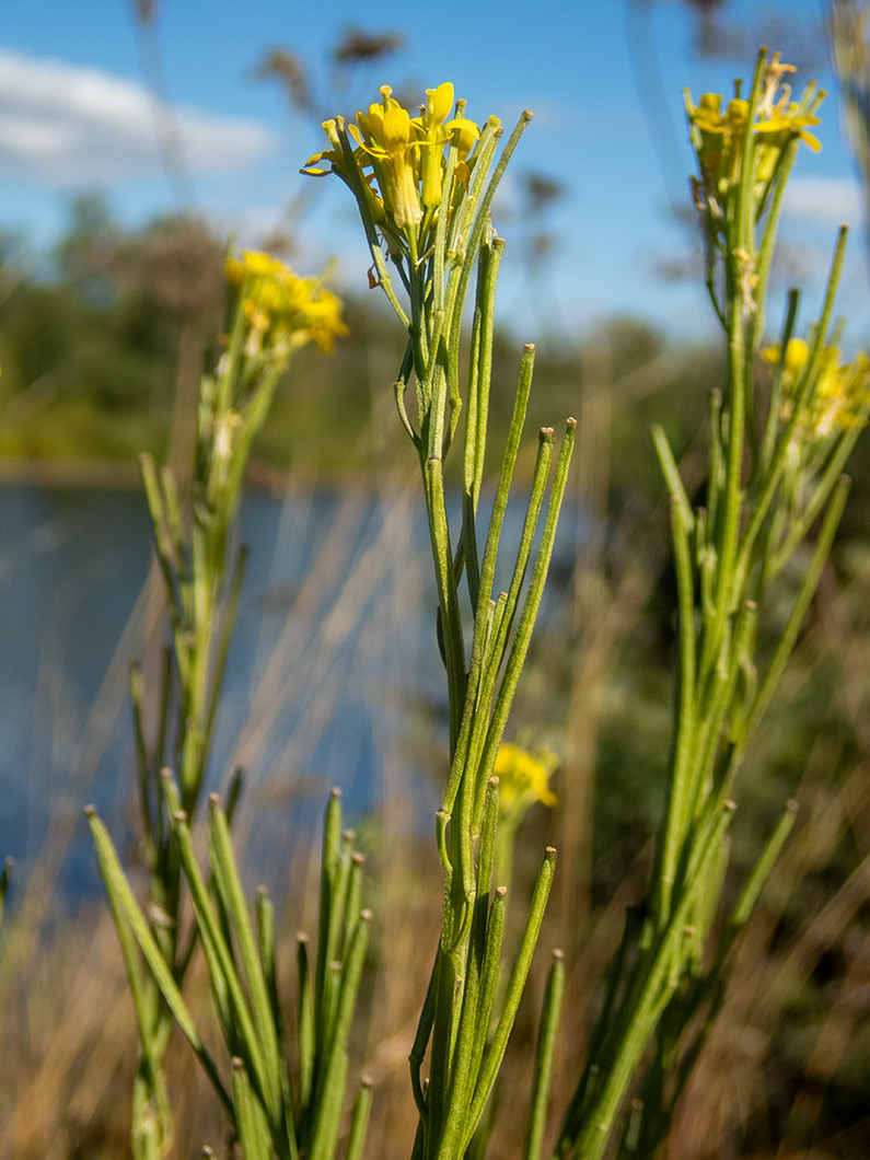 Image of Erysimum hieraciifolium specimen.