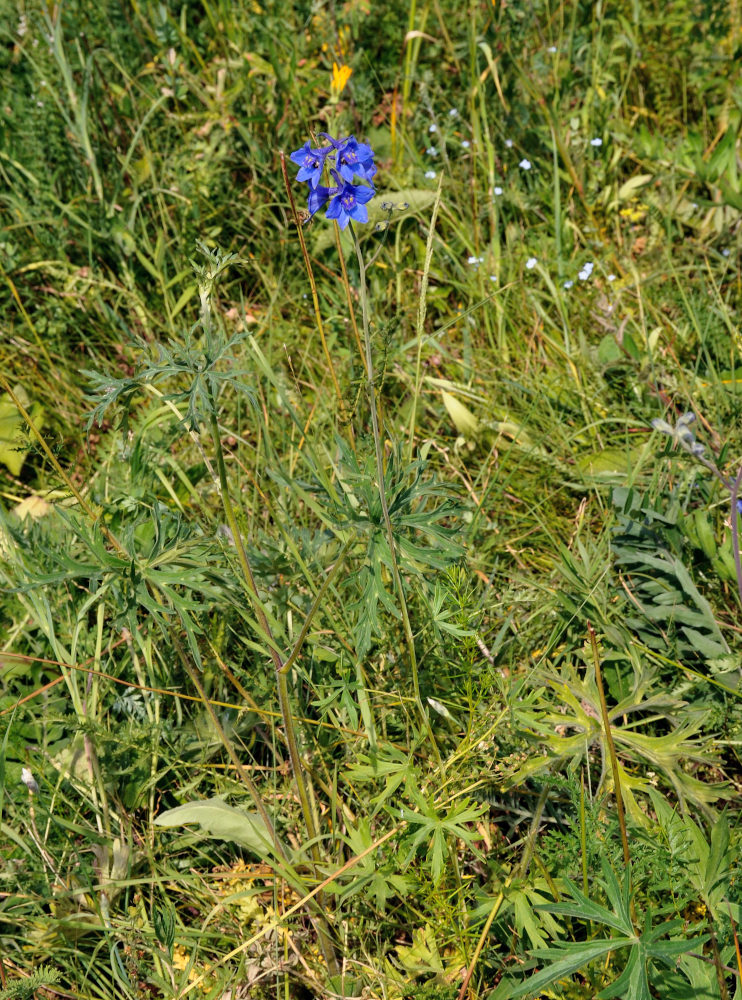 Изображение особи род Delphinium.