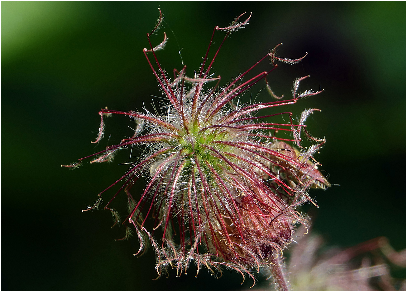 Image of Geum rivale specimen.