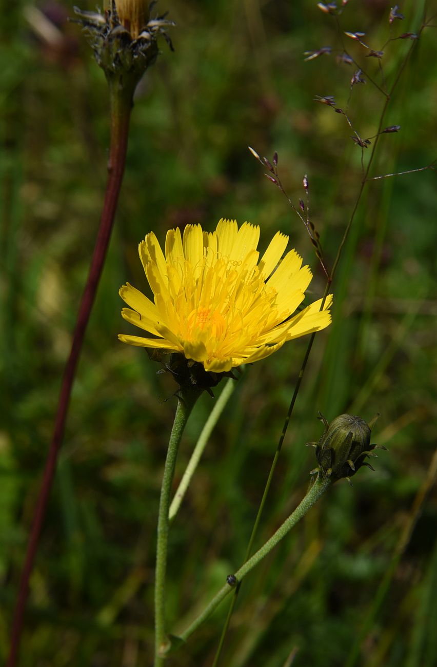 Изображение особи род Hieracium.