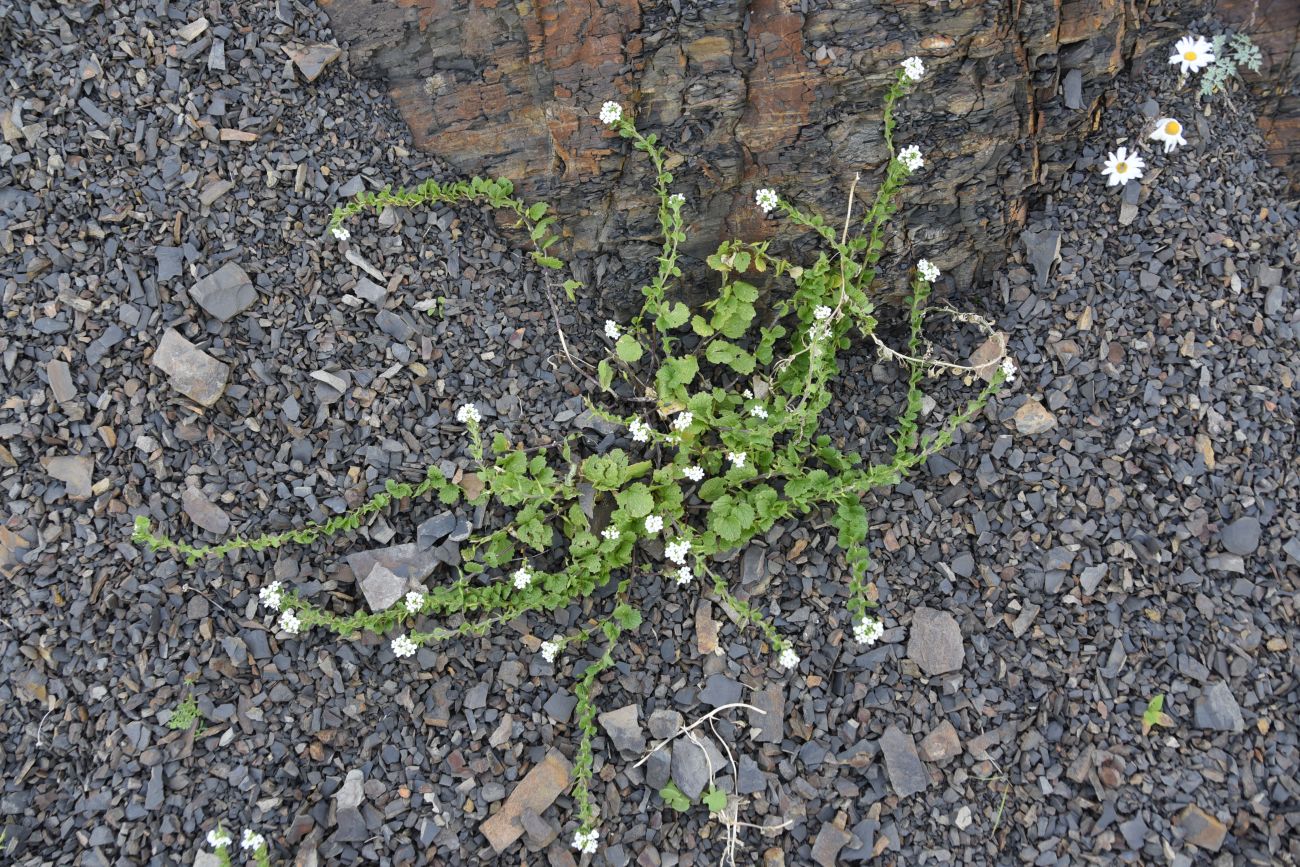 Image of Alliaria taurica specimen.