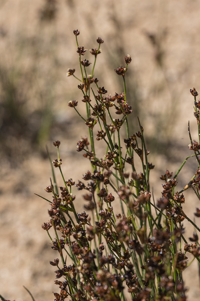 Image of Juncus alpino-articulatus specimen.