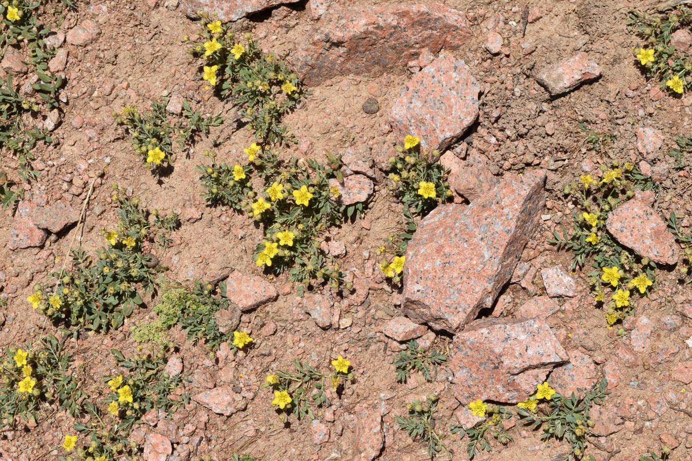 Image of Potentilla orientalis specimen.