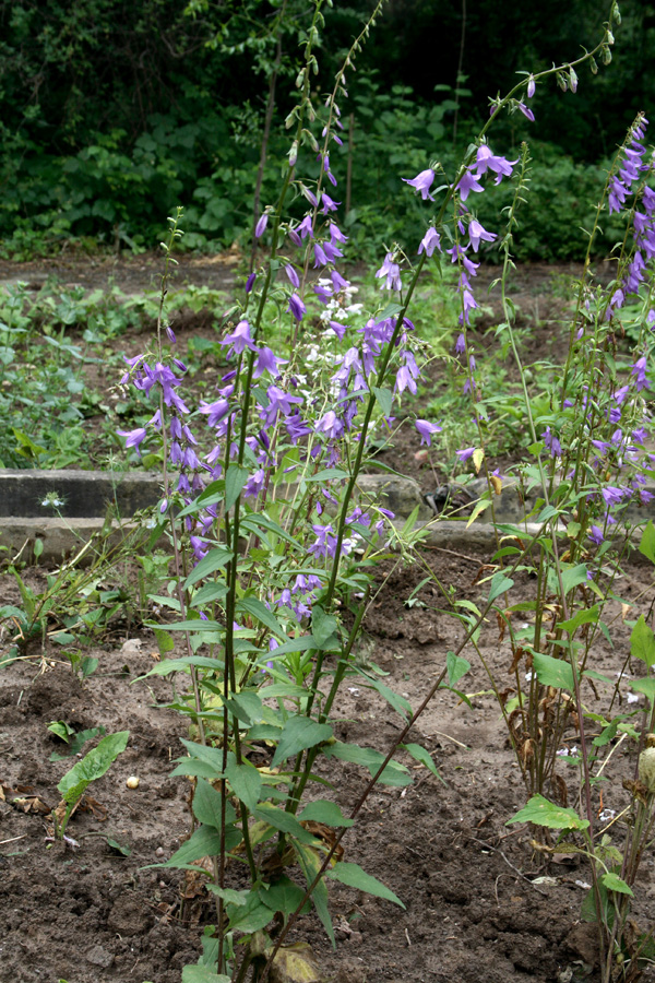 Image of Campanula rapunculoides specimen.