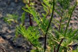 Tanacetum bipinnatum. Часть побега. Красноярский край, Туруханский р-н, берег р. Енисей в р-не устья р. Хантайка, песчаный пляж. 21.07.2023.