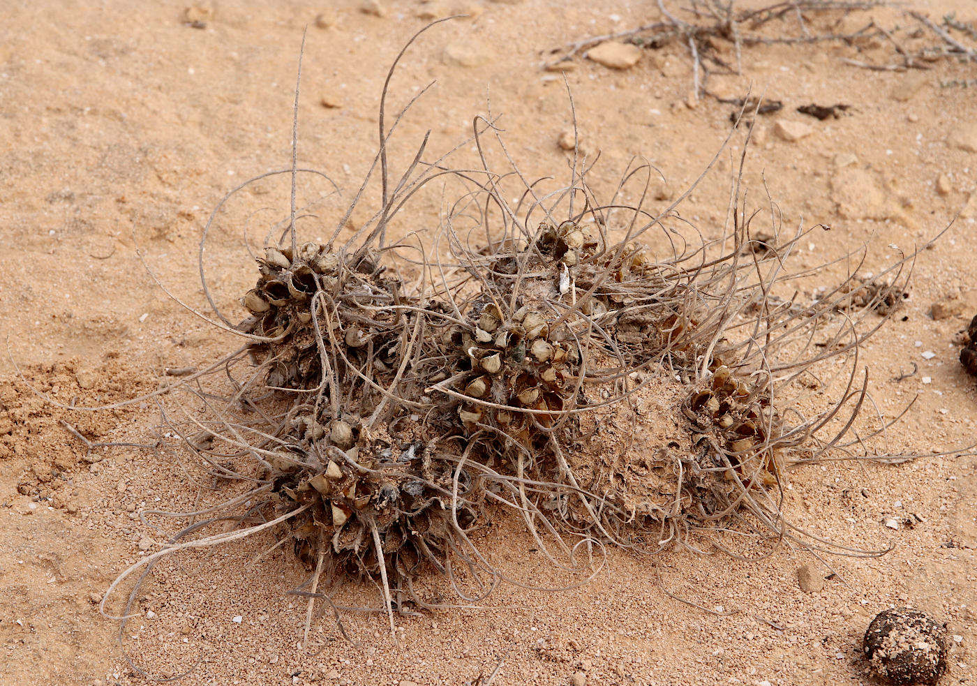 Image of Astragalus caprinus specimen.