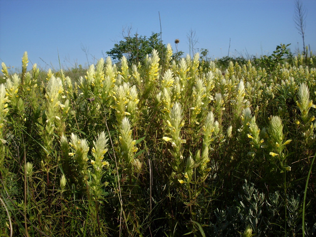 Image of Melampyrum argyrocomum specimen.