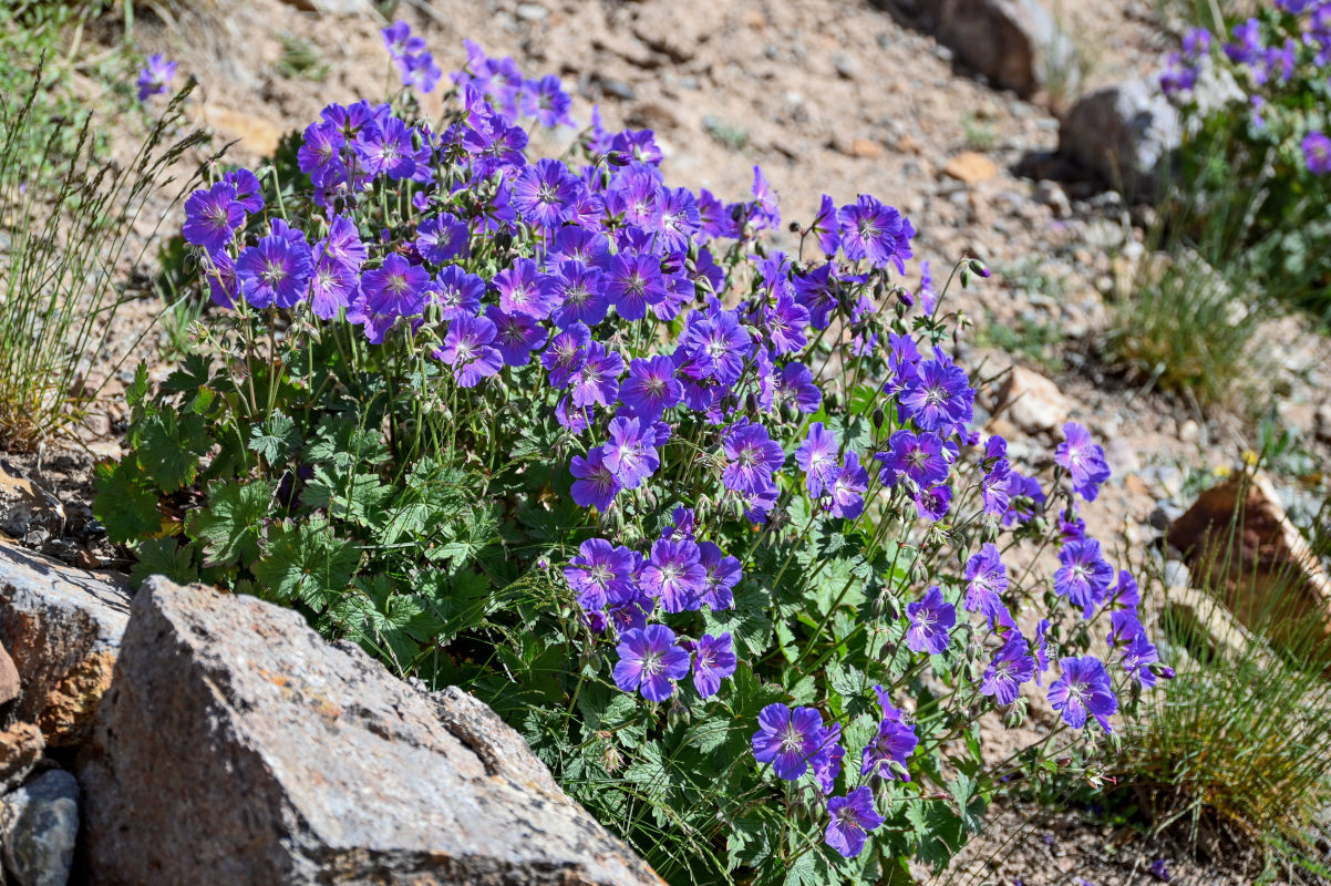 Image of Geranium saxatile specimen.