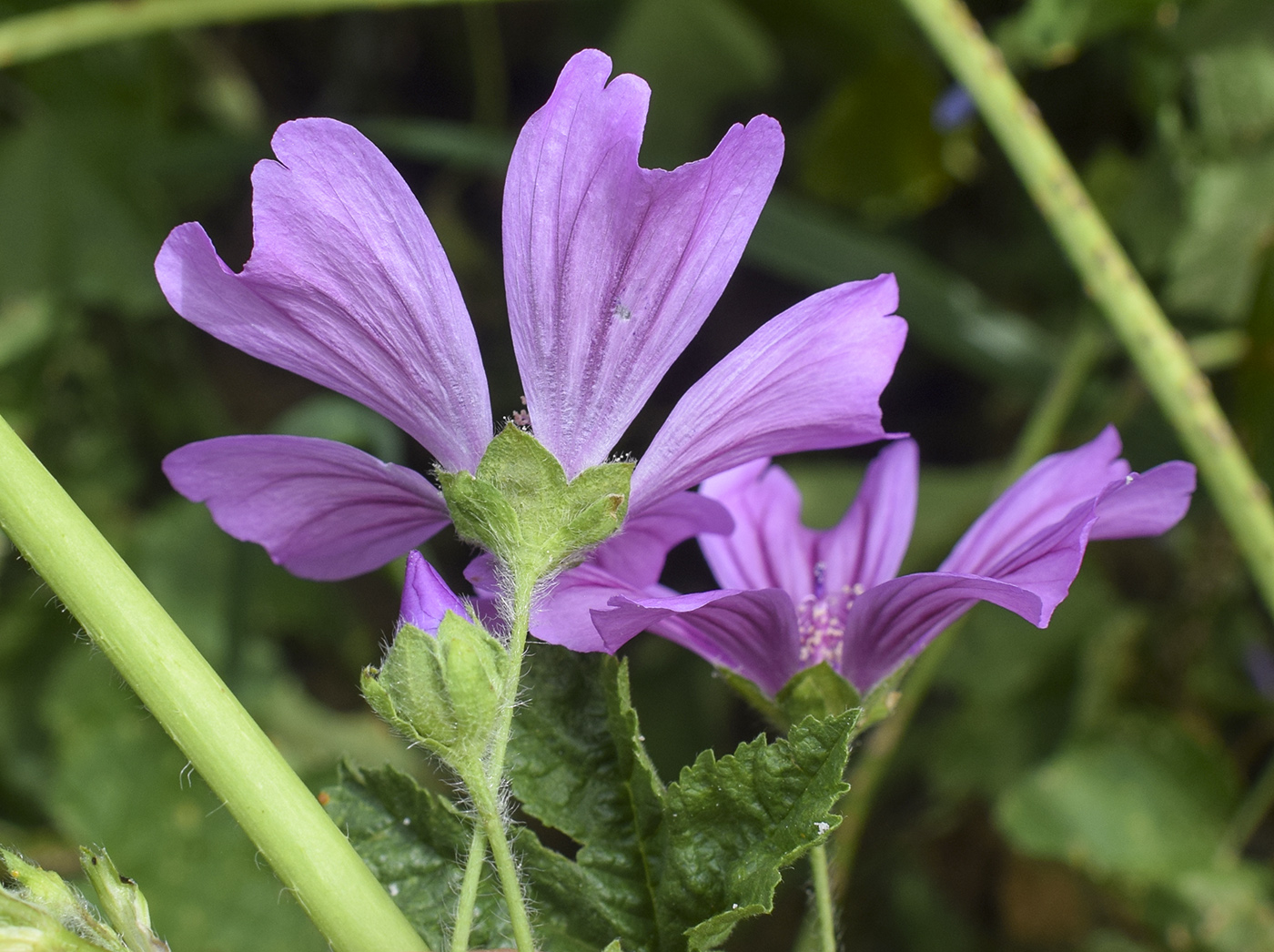 Image of Malva sylvestris specimen.