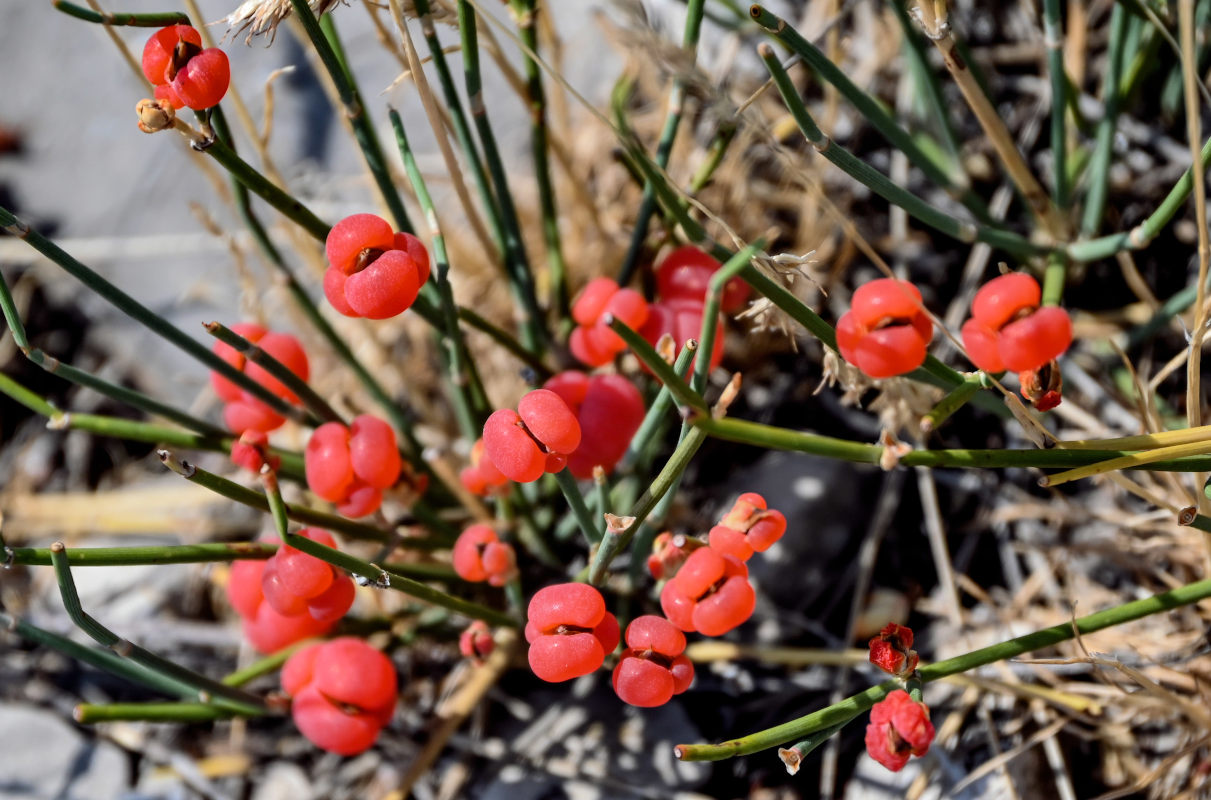 Изображение особи род Ephedra.