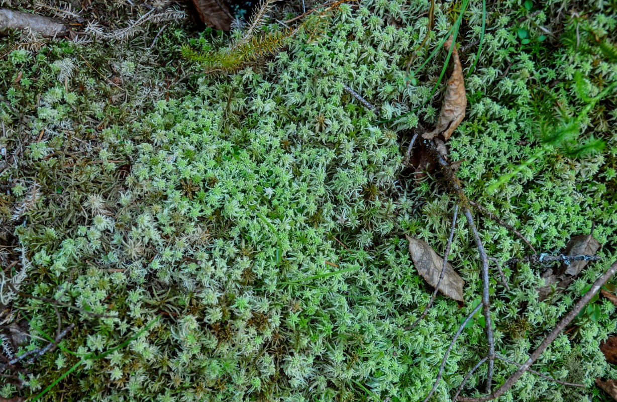 Image of genus Sphagnum specimen.