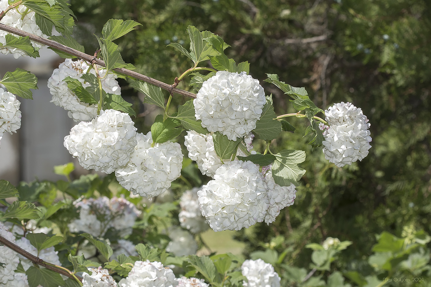 Изображение особи Viburnum opulus f. roseum.