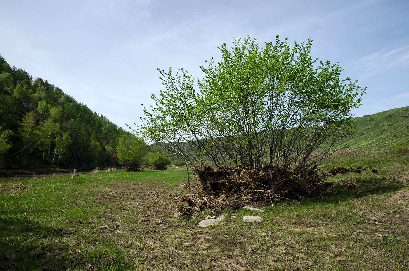 Изображение особи род Ulmus.