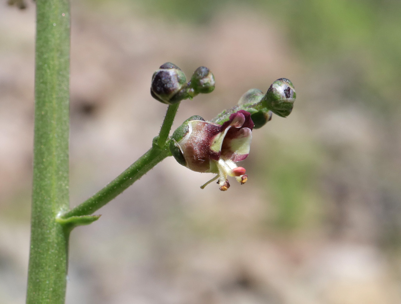 Изображение особи Scrophularia incisa.