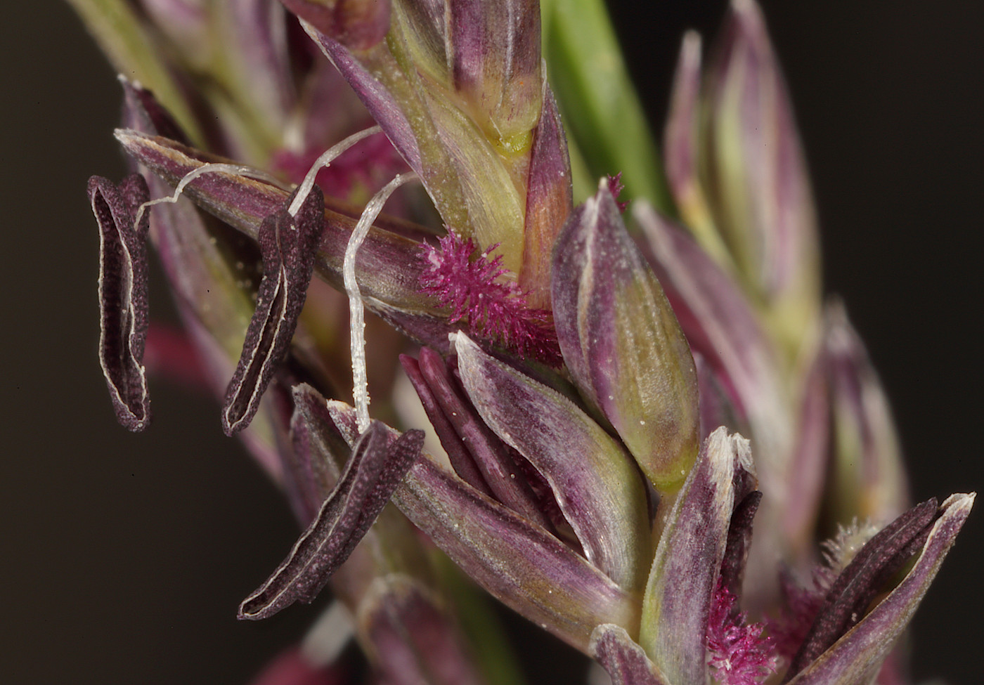 Image of Molinia caerulea specimen.