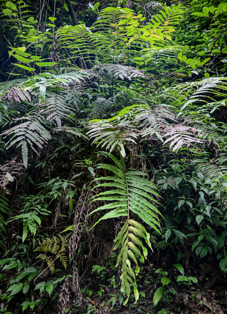 Image of Thelypteris truncata specimen.