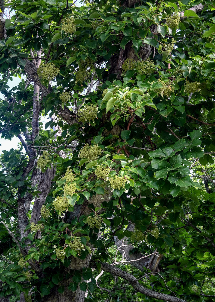 Image of Hydrangea petiolaris specimen.