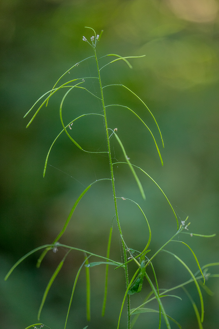 Изображение особи Arabis pendula.