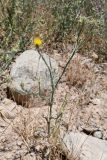 Centaurea solstitialis