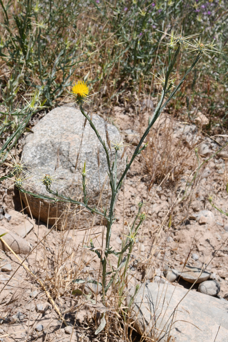 Image of Centaurea solstitialis specimen.