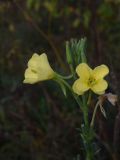 Oenothera biennis. Цветки. Калужская обл., Ульяновский р-н, дер. Ягодное, луг. 29 августа 2024 г.