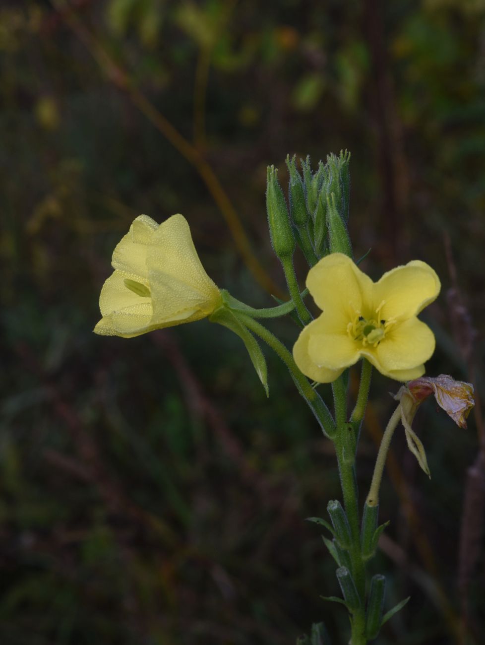 Изображение особи Oenothera biennis.