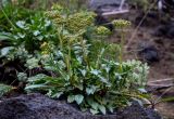 Patrinia sibirica