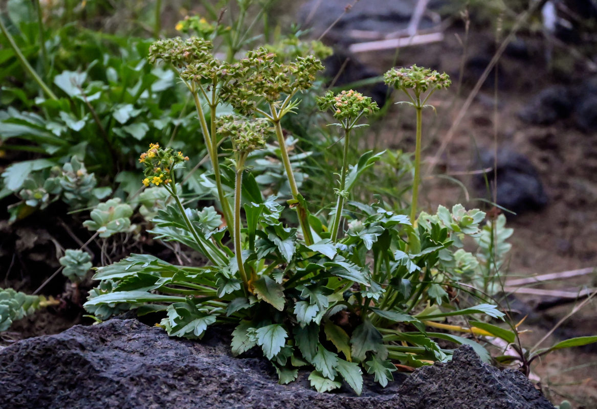 Image of Patrinia sibirica specimen.