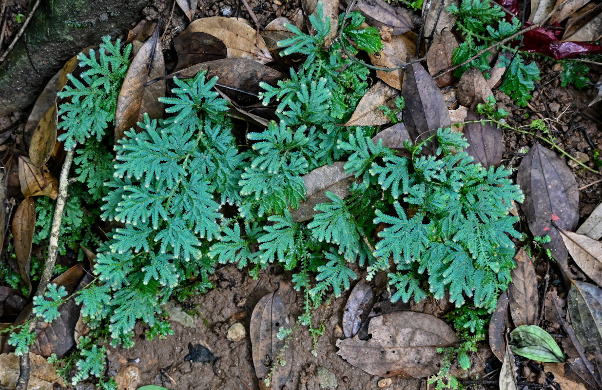 Изображение особи Selaginella willdenowii.