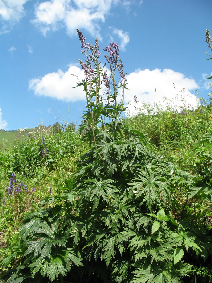 Изображение особи Aconitum leucostomum.