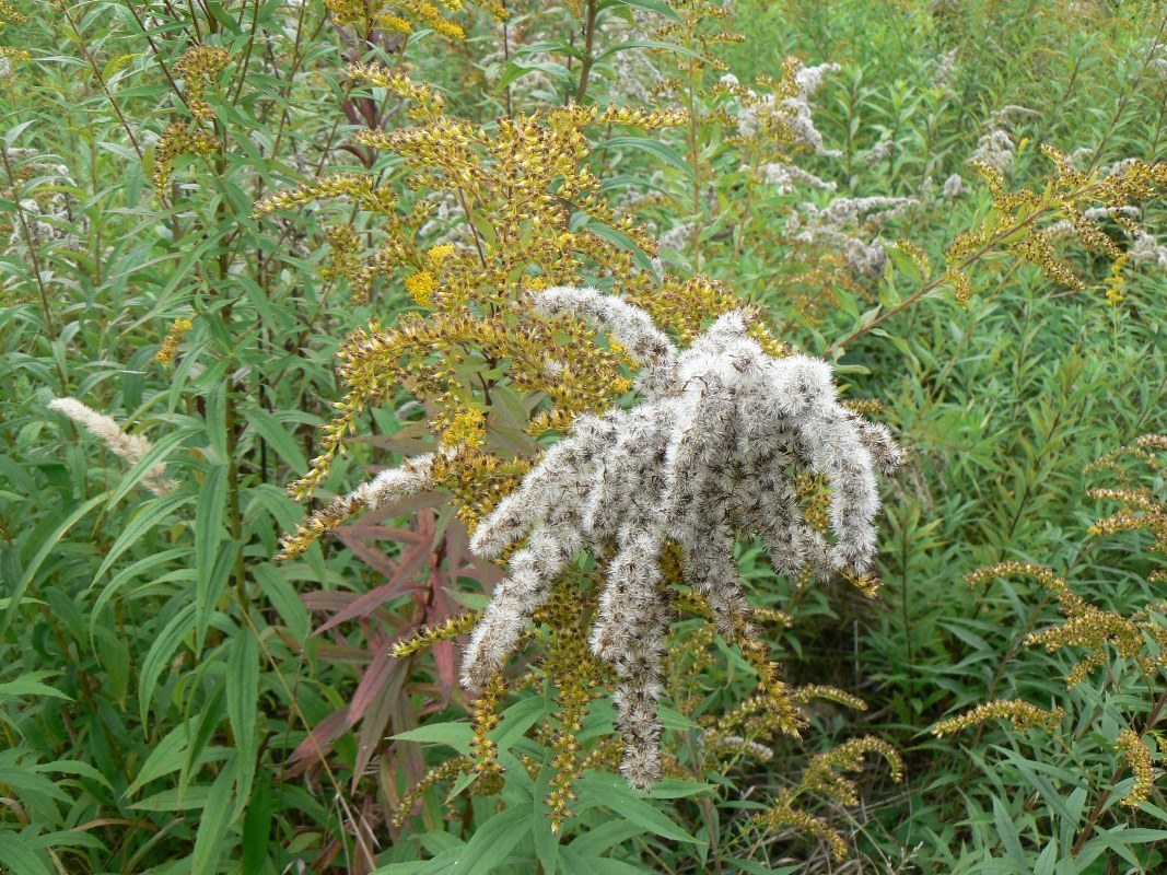 Изображение особи Solidago canadensis.