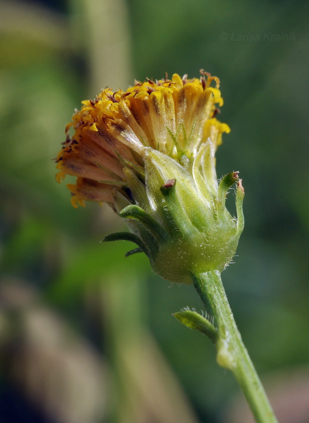 Изображение особи Bidens alba.