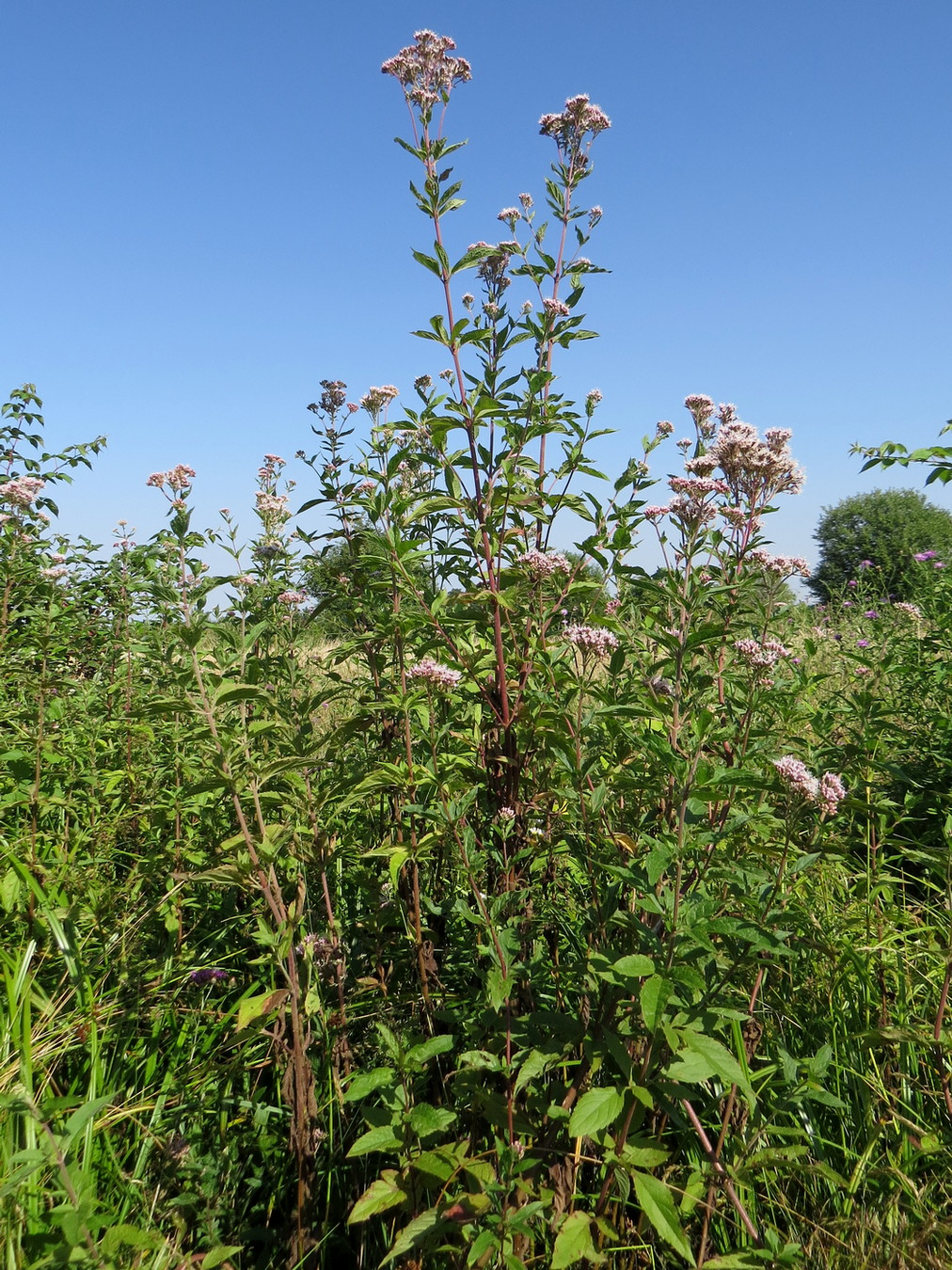 Image of Eupatorium cannabinum specimen.