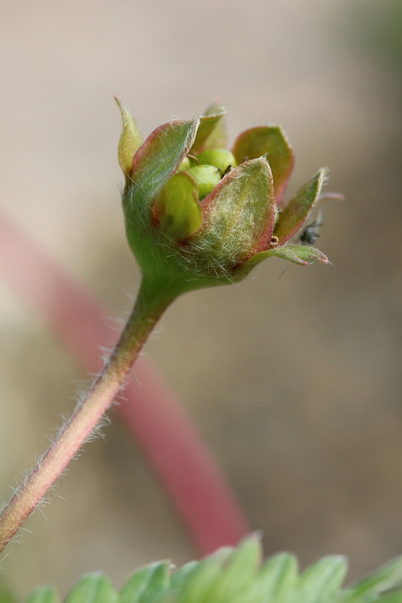 Image of Potentilla anserina specimen.