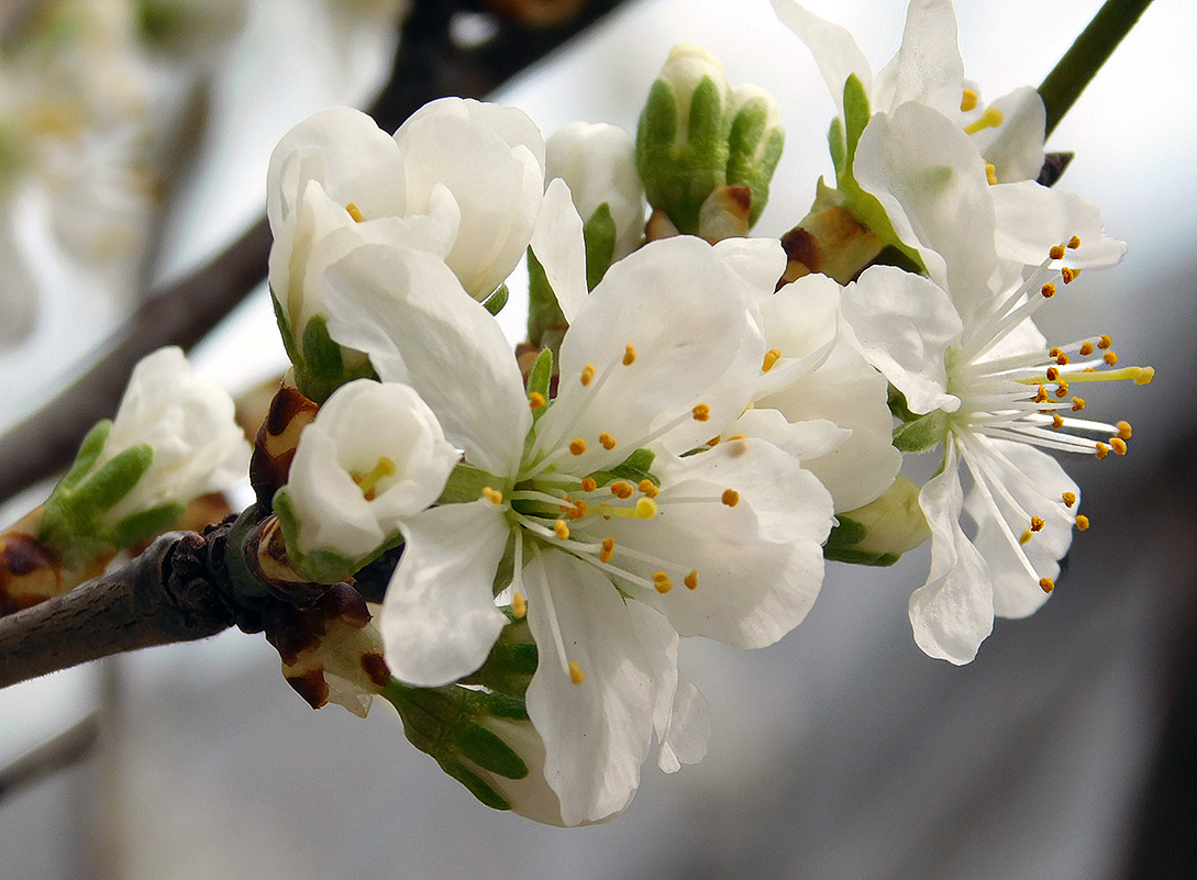 Изображение особи Prunus cerasifera.