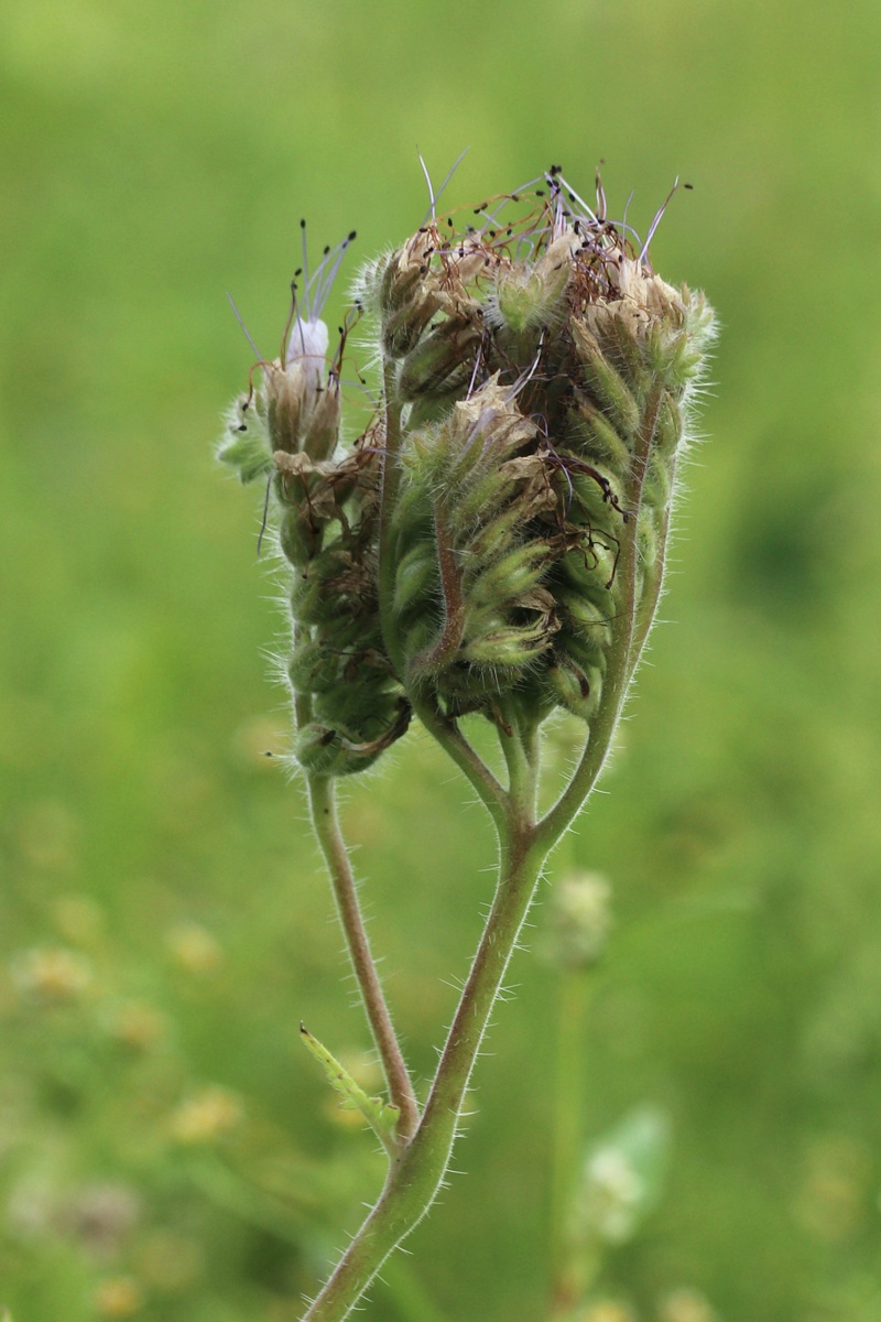 Image of Phacelia tanacetifolia specimen.
