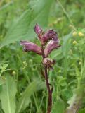 Orobanche owerinii