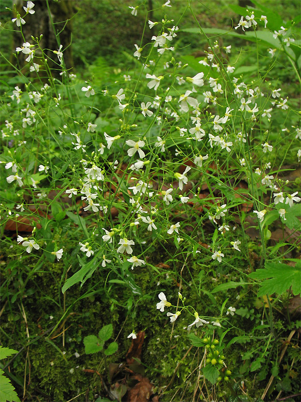 Изображение особи Arabidopsis arenosa.