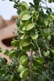View full-size image Zygophyllum gontscharovii