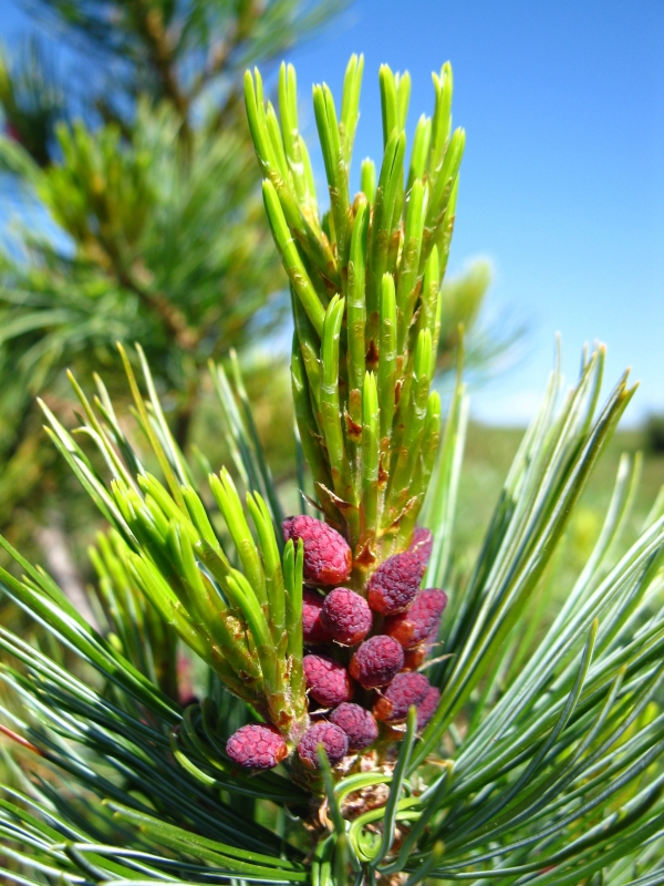 Image of Pinus pumila specimen.