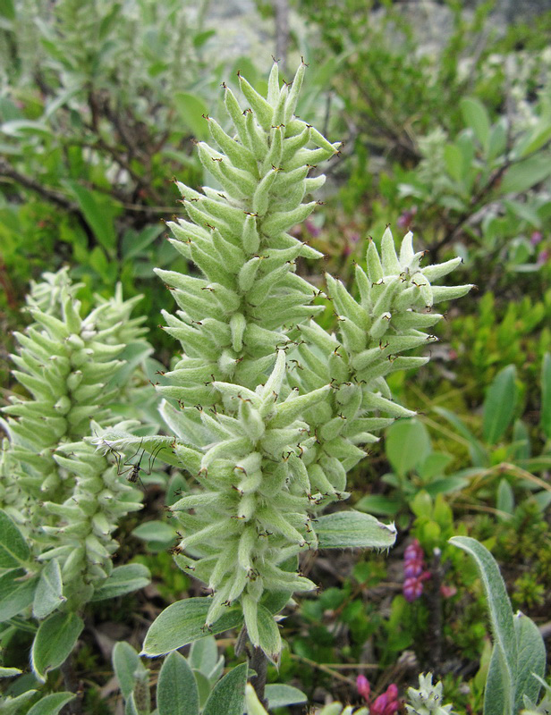 Image of Salix glauca specimen.