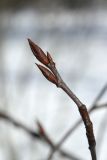 View full-size image Amelanchier canadensis