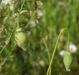View full-size image Papaver macrostomum
