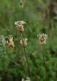 View full-size image Plantago lanceolata