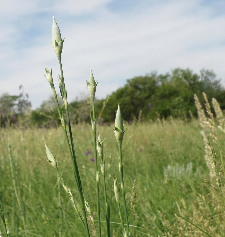 Image of Dianthus elongatus specimen.