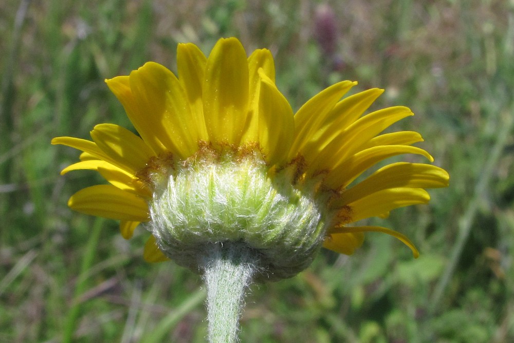 Image of Anthemis tinctoria specimen.