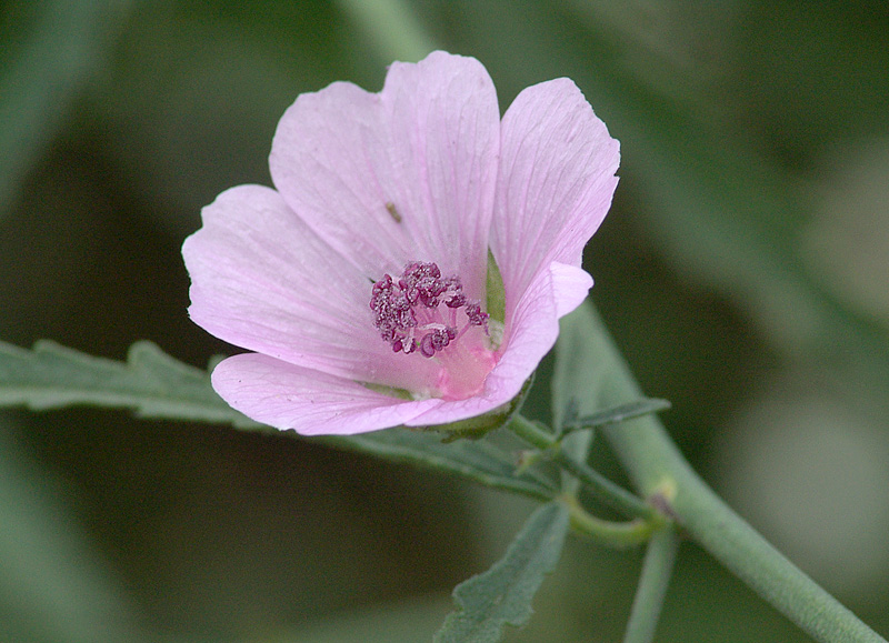 Image of Althaea cannabina specimen.