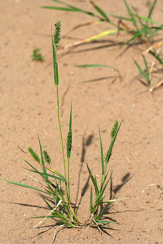 Image of Setaria viridis specimen.